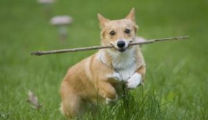 安身之狗是什么意思（安身之狗是什么命）看最鲜网，看新知识-提供各类互联网项目，互联网副业，职场技能课程，股票期货投资, 校园课程，升学考试等有价值的知识看最鲜网，看新知识