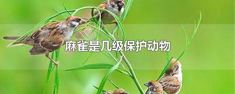 麻雀是国家几级保护动物（麻雀是国家二级保护动物吗）看最鲜网，看新知识-提供各类互联网项目，互联网副业，职场技能课程，股票期货投资, 校园课程，升学考试等有价值的知识看最鲜网，看新知识