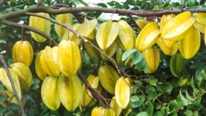 杨桃有毒性吗（为什么说吃杨桃中毒）看最鲜网，看新知识-提供各类互联网项目，互联网副业，职场技能课程，股票期货投资, 校园课程，升学考试等有价值的知识看最鲜网，看新知识