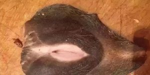 牛欢喜是牛的什么器官（牛欢喜是什么部位）看最鲜网，看新知识-提供各类互联网项目，互联网副业，职场技能课程，股票期货投资, 校园课程，升学考试等有价值的知识看最鲜网，看新知识