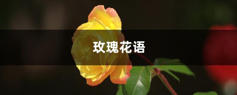 玫瑰花的寓意和花语（玫瑰花的真正含义）看最鲜网，看新知识-提供各类互联网项目，互联网副业，职场技能课程，股票期货投资, 校园课程，升学考试等有价值的知识看最鲜网，看新知识