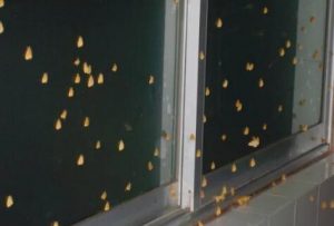 红色飞蛾有毒吗(为什么不能打死飞蛾)看最鲜网，看新知识-提供各类互联网项目，互联网副业，职场技能课程，股票期货投资, 校园课程，升学考试等有价值的知识看最鲜网，看新知识