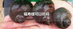 福寿螺可以吃吗（福寿螺能不能食用）看最鲜网，看新知识-提供各类互联网项目，互联网副业，职场技能课程，股票期货投资, 校园课程，升学考试等有价值的知识看最鲜网，看新知识
