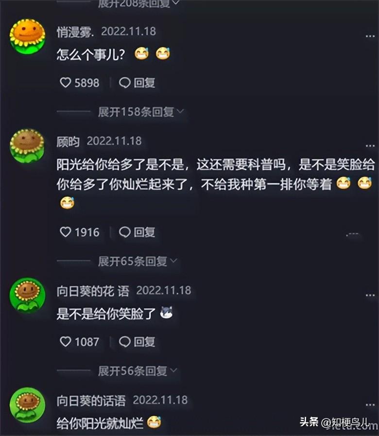 向日葵的花语（向日葵的花语是什么梗）