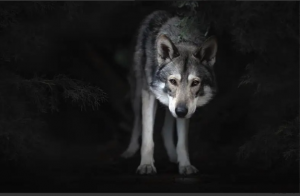 孤狼训练营, 孤狼训练营看最鲜网，看新知识-提供各类互联网项目，互联网副业，职场技能课程，股票期货投资, 校园课程，升学考试等有价值的知识看最鲜网，看新知识