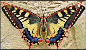 无为课堂裕八方鬼推磨之蝴蝶战法看最鲜网，看新知识-提供各类互联网项目，互联网副业，职场技能课程，股票期货投资, 校园课程，升学考试等有价值的知识看最鲜网，看新知识