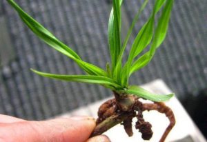 龙根是什么意思（龙根是什么植物）看最鲜网，看新知识-提供各类互联网项目，互联网副业，职场技能课程，股票期货投资, 校园课程，升学考试等有价值的知识看最鲜网，看新知识