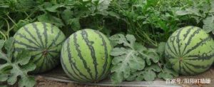 怎样种西瓜（新手怎么种西瓜）看最鲜网，看新知识-提供各类互联网项目，互联网副业，职场技能课程，股票期货投资, 校园课程，升学考试等有价值的知识看最鲜网，看新知识