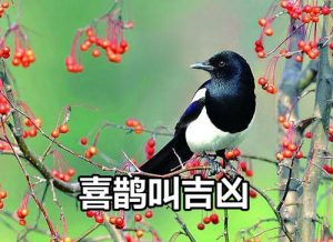 喜鹊叫有什么兆头（喜鹊叫的时间吉凶预兆）看最鲜网，看新知识-提供各类互联网项目，互联网副业，职场技能课程，股票期货投资, 校园课程，升学考试等有价值的知识看最鲜网，看新知识