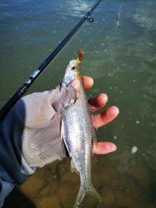 路亚微物是什么意思（什么是微物路亚）看最鲜网，看新知识-提供各类互联网项目，互联网副业，职场技能课程，股票期货投资, 校园课程，升学考试等有价值的知识看最鲜网，看新知识