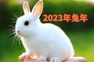 今年是什么年2023年属什么年（2023年属啥生肖）看最鲜网，看新知识-提供各类互联网项目，互联网副业，职场技能课程，股票期货投资, 校园课程，升学考试等有价值的知识看最鲜网，看新知识