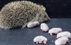 刺猬吃什么食物?（刺猬一般吃什么食物）看最鲜网，看新知识-提供各类互联网项目，互联网副业，职场技能课程，股票期货投资, 校园课程，升学考试等有价值的知识看最鲜网，看新知识