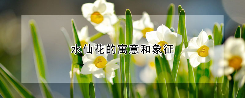 水仙花的寓意和象征（水仙花的含义与花语）看最鲜网，看新知识-提供各类互联网项目，互联网副业，职场技能课程，股票期货投资, 校园课程，升学考试等有价值的知识看最鲜网，看新知识