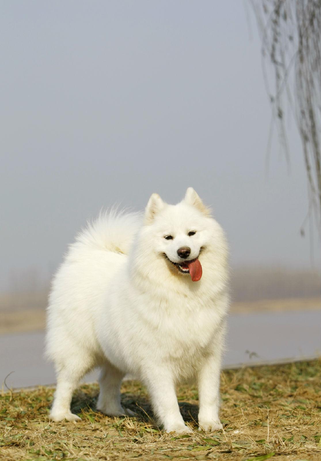 雪橇三傻是哪三种狗，雪橇三傻为什么叫三傻 