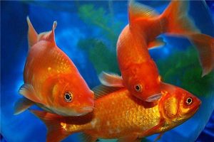 红鲤鱼能吃吗?看最鲜网，看新知识-提供各类互联网项目，互联网副业，职场技能课程，股票期货投资, 校园课程，升学考试等有价值的知识看最鲜网，看新知识