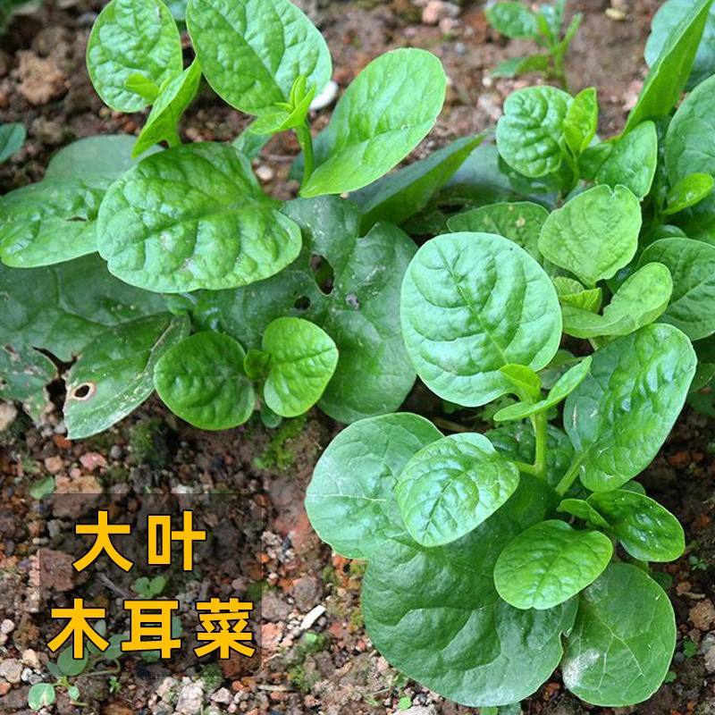 木耳菜又叫什么菜，木耳菜的功效与作用