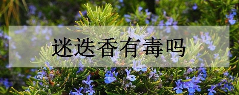 香有毒吗（普通香有毒吗）看最鲜网，看新知识-提供各类互联网项目，互联网副业，职场技能课程，股票期货投资, 校园课程，升学考试等有价值的知识看最鲜网，看新知识