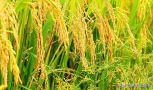 籼怎么读音（籼怎么读拼音）看最鲜网，看新知识-提供各类互联网项目，互联网副业，职场技能课程，股票期货投资, 校园课程，升学考试等有价值的知识看最鲜网，看新知识