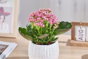 长寿花花期是几月份（长寿花是几月开花）看最鲜网，看新知识-提供各类互联网项目，互联网副业，职场技能课程，股票期货投资, 校园课程，升学考试等有价值的知识看最鲜网，看新知识