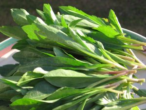 马兰头野菜的功效和作用（马兰头的药用价值和功效）看最鲜网，看新知识-提供各类互联网项目，互联网副业，职场技能课程，股票期货投资, 校园课程，升学考试等有价值的知识看最鲜网，看新知识