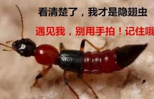 隐翅虫咬后最有效的处理方法看最鲜网，看新知识-提供各类互联网项目，互联网副业，职场技能课程，股票期货投资, 校园课程，升学考试等有价值的知识看最鲜网，看新知识