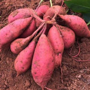 什么样的红薯更新鲜（什么样的红薯最甜最好吃）看最鲜网，看新知识-提供各类互联网项目，互联网副业，职场技能课程，股票期货投资, 校园课程，升学考试等有价值的知识看最鲜网，看新知识