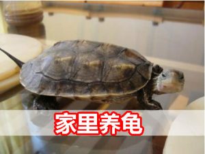 养乌龟是聚财还是破财（养乌龟对人的运气有影响吗）看最鲜网，看新知识-提供各类互联网项目，互联网副业，职场技能课程，股票期货投资, 校园课程，升学考试等有价值的知识看最鲜网，看新知识