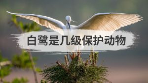白鹭是几级保护动物看最鲜网，看新知识-提供各类互联网项目，互联网副业，职场技能课程，股票期货投资, 校园课程，升学考试等有价值的知识看最鲜网，看新知识