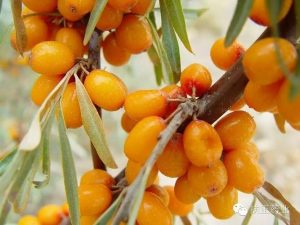 沙棘好坏如何鉴别看最鲜网，看新知识-提供各类互联网项目，互联网副业，职场技能课程，股票期货投资, 校园课程，升学考试等有价值的知识看最鲜网，看新知识