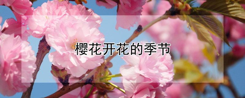 樱花什么时候开花（樱花一般哪个季节开花）看最鲜网，看新知识-提供各类互联网项目，互联网副业，职场技能课程，股票期货投资, 校园课程，升学考试等有价值的知识看最鲜网，看新知识