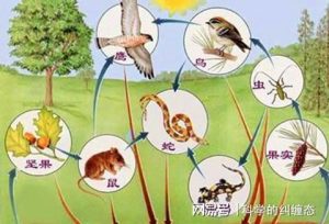 食物链顶端是啥意思（人是食物链顶端吗）看最鲜网，看新知识-提供各类互联网项目，互联网副业，职场技能课程，股票期货投资, 校园课程，升学考试等有价值的知识看最鲜网，看新知识