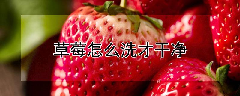 草莓怎么洗才干净（草莓清洗的最佳方法）看最鲜网，看新知识-提供各类互联网项目，互联网副业，职场技能课程，股票期货投资, 校园课程，升学考试等有价值的知识看最鲜网，看新知识