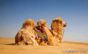 骆驼象征什么精神（骆驼具有什么样的精神）看最鲜网，看新知识-提供各类互联网项目，互联网副业，职场技能课程，股票期货投资, 校园课程，升学考试等有价值的知识看最鲜网，看新知识