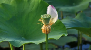 2023处暑过后为啥还热看最鲜网，看新知识-提供各类互联网项目，互联网副业，职场技能课程，股票期货投资, 校园课程，升学考试等有价值的知识看最鲜网，看新知识