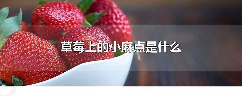 草莓上的小麻点儿是什么,草莓上的小麻点的作用