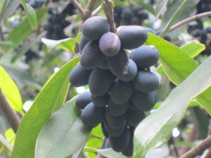 桂花树结的果子有什么功效（桂花果吃了会中毒吗）看最鲜网，看新知识-提供各类互联网项目，互联网副业，职场技能课程，股票期货投资, 校园课程，升学考试等有价值的知识看最鲜网，看新知识