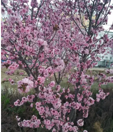 花木扶疏什么意思(花木扶疏的意思解释)看最鲜网，看新知识-提供各类互联网项目，互联网副业，职场技能课程，股票期货投资, 校园课程，升学考试等有价值的知识看最鲜网，看新知识