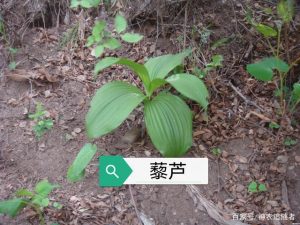 藜芦是什么（藜芦的别名叫啥）看最鲜网，看新知识-提供各类互联网项目，互联网副业，职场技能课程，股票期货投资, 校园课程，升学考试等有价值的知识看最鲜网，看新知识