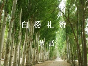 白杨礼赞原文（小学语文白杨课文原文）看最鲜网，看新知识-提供各类互联网项目，互联网副业，职场技能课程，股票期货投资, 校园课程，升学考试等有价值的知识看最鲜网，看新知识