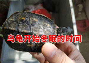乌龟冬眠到几月份结束（乌龟几月份就不冬眠了）看最鲜网，看新知识-提供各类互联网项目，互联网副业，职场技能课程，股票期货投资, 校园课程，升学考试等有价值的知识看最鲜网，看新知识