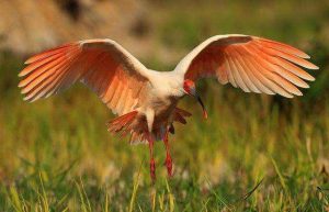 濒临灭绝的动物看最鲜网，看新知识-提供各类互联网项目，互联网副业，职场技能课程，股票期货投资, 校园课程，升学考试等有价值的知识看最鲜网，看新知识