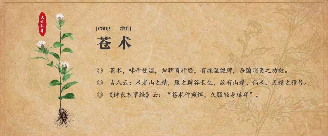 苍术的功效与作用（苍术的现代药理作用）看最鲜网，看新知识-提供各类互联网项目，互联网副业，职场技能课程，股票期货投资, 校园课程，升学考试等有价值的知识看最鲜网，看新知识