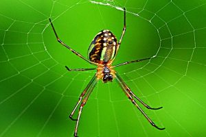 蜘蛛是益虫还是害虫啊（蜘蛛属于哪类动物）看最鲜网，看新知识-提供各类互联网项目，互联网副业，职场技能课程，股票期货投资, 校园课程，升学考试等有价值的知识看最鲜网，看新知识