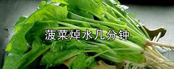 菠菜焯水几分钟（菠菜焯水需要多长时间）看最鲜网，看新知识-提供各类互联网项目，互联网副业，职场技能课程，股票期货投资, 校园课程，升学考试等有价值的知识看最鲜网，看新知识