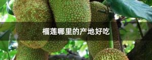 榴莲的原产地是哪里（榴莲产地是哪里）看最鲜网，看新知识-提供各类互联网项目，互联网副业，职场技能课程，股票期货投资, 校园课程，升学考试等有价值的知识看最鲜网，看新知识