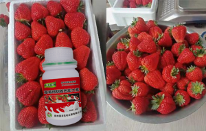 草莓追肥什么肥料（家庭种植草莓用什么肥料）看最鲜网，看新知识-提供各类互联网项目，互联网副业，职场技能课程，股票期货投资, 校园课程，升学考试等有价值的知识看最鲜网，看新知识