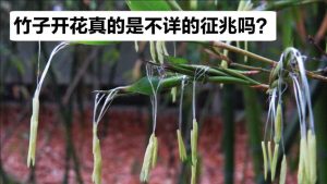 竹子开花是什么征兆(竹子开花有什么迷信说法)看最鲜网,看新知识-提供各类互联网项目,互联网副业,职场技能课程,股票期货投资, 校园课程,升学考试等有价值的知识看最鲜网,看新知识