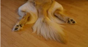 大尾巴狼是什么意思看最鲜网，看新知识-提供各类互联网项目，互联网副业，职场技能课程，股票期货投资, 校园课程，升学考试等有价值的知识看最鲜网，看新知识