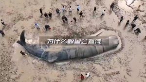 鲸鱼搁浅是什么意思（鲸鱼搁浅的原因阅读理解）看最鲜网，看新知识-提供各类互联网项目，互联网副业，职场技能课程，股票期货投资, 校园课程，升学考试等有价值的知识看最鲜网，看新知识