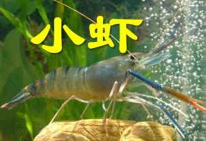 什么的小虾填上合适的词语（形容小虾的词语）看最鲜网，看新知识-提供各类互联网项目，互联网副业，职场技能课程，股票期货投资, 校园课程，升学考试等有价值的知识看最鲜网，看新知识